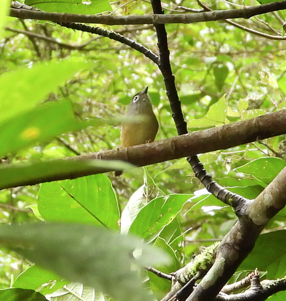 メジロチメドリ - ML647166220