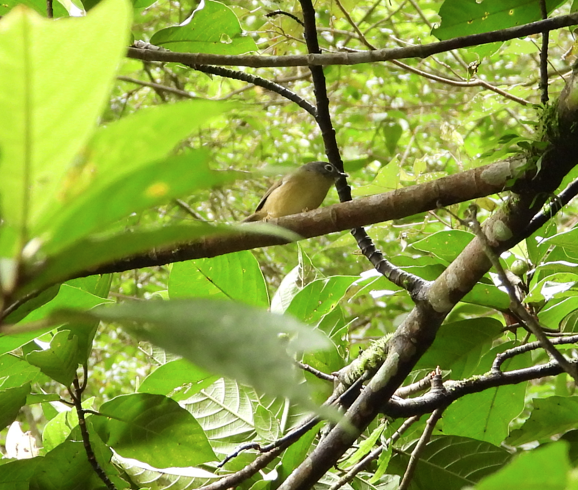 メジロチメドリ - ML647166221