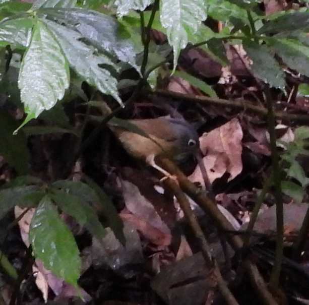 メジロチメドリ - ML647166222