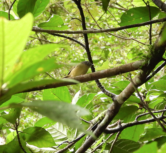 メジロチメドリ - ML647166223