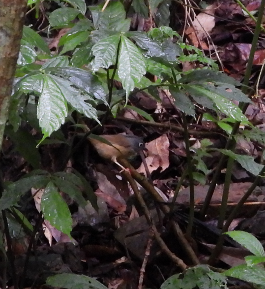 メジロチメドリ - ML647166224