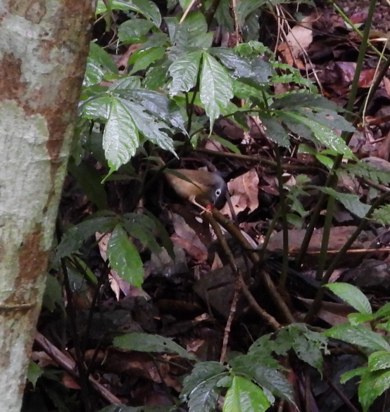 メジロチメドリ - ML647166225