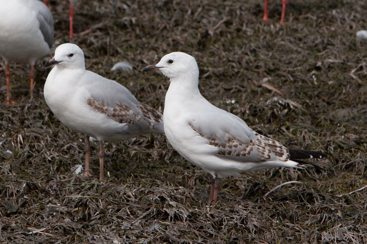 Silver Gull - ML647166231