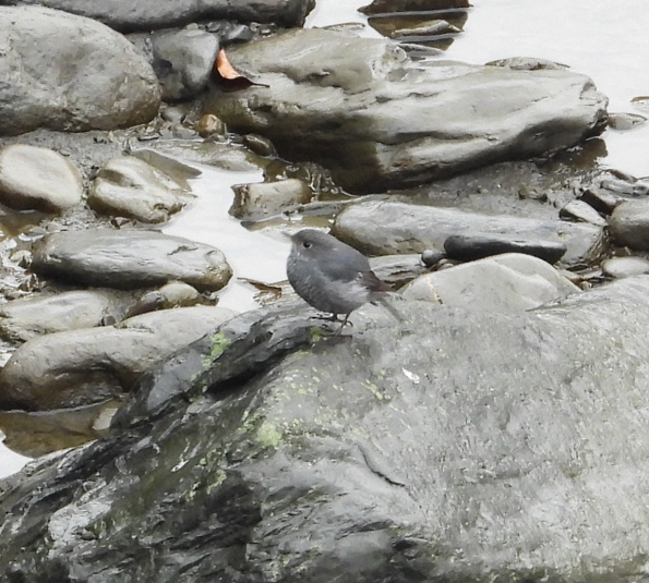 Plumbeous Redstart - ML647166232