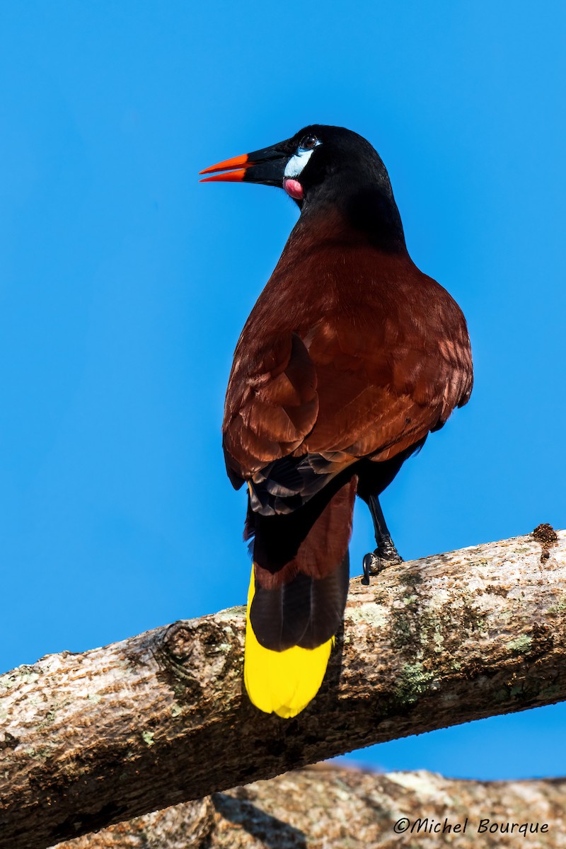 Montezuma Oropendola - ML647166257