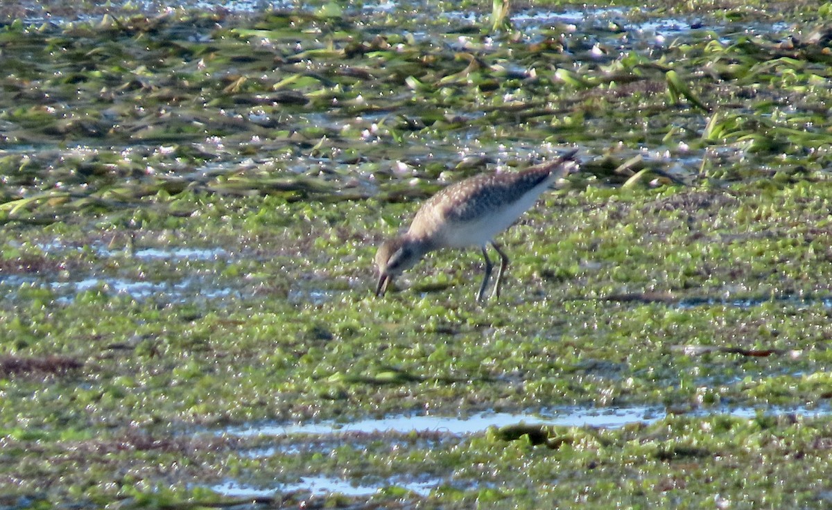 חופזי מנומר - ML647166289