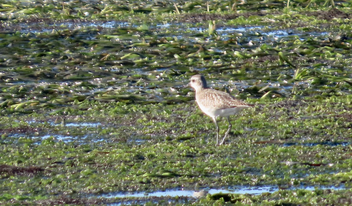 חופזי מנומר - ML647166290