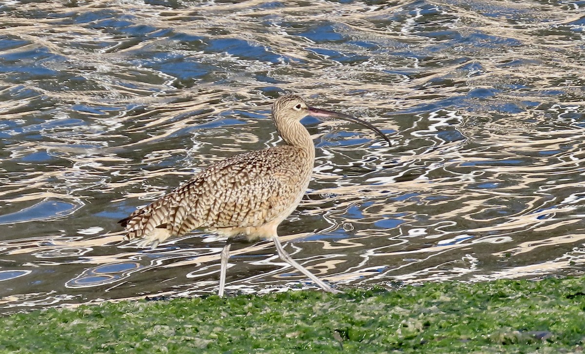 Кульон американський - ML647166294