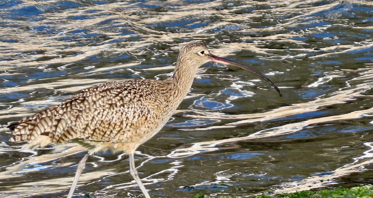 Кульон американський - ML647166295