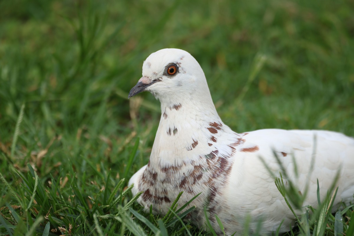 Голуб сизий (міський) - ML647166296