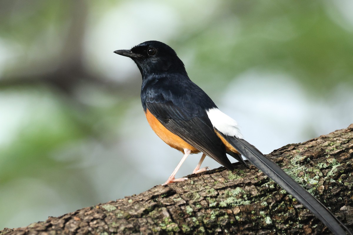 白腰鵲鴝 - ML647166307