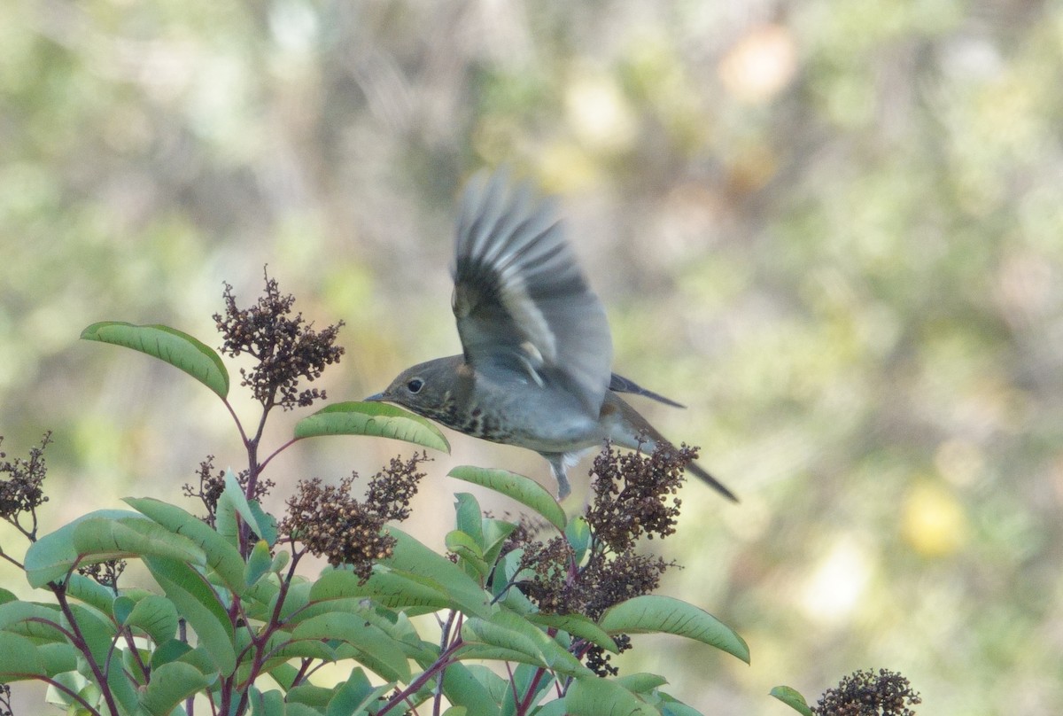 Hermit Thrush - ML647166321