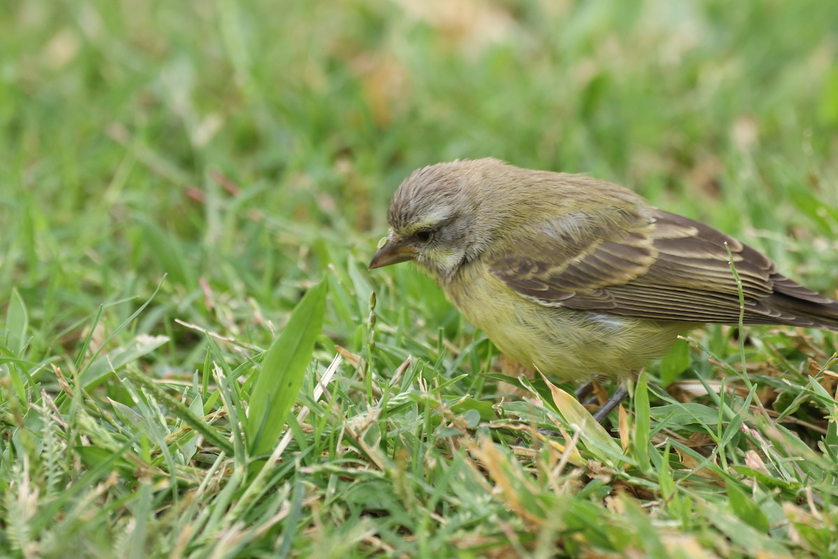 Kara Bıyıklı Sarı İskete - ML647166327