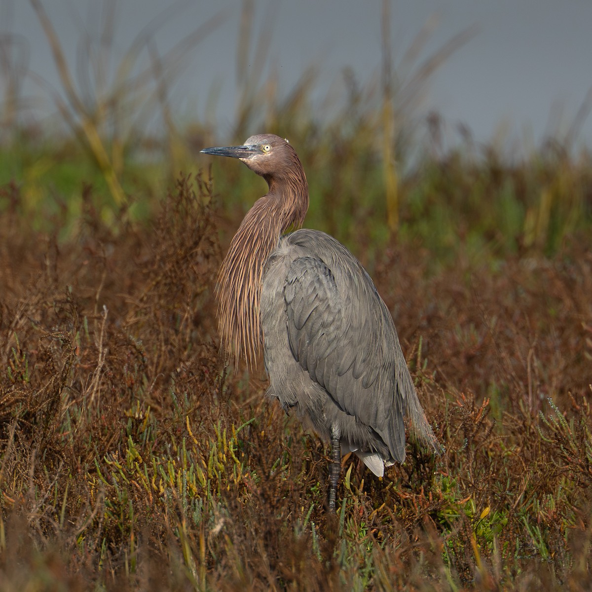 Reddish Egret - ML647166328