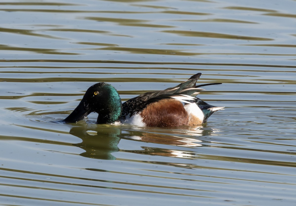 Cuchara Común - ML647166334