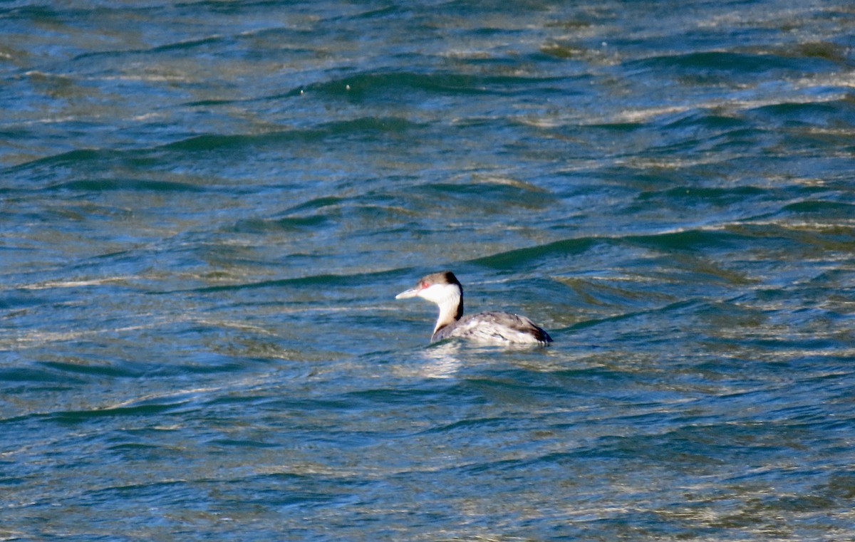 ミミカイツブリ - ML647166336