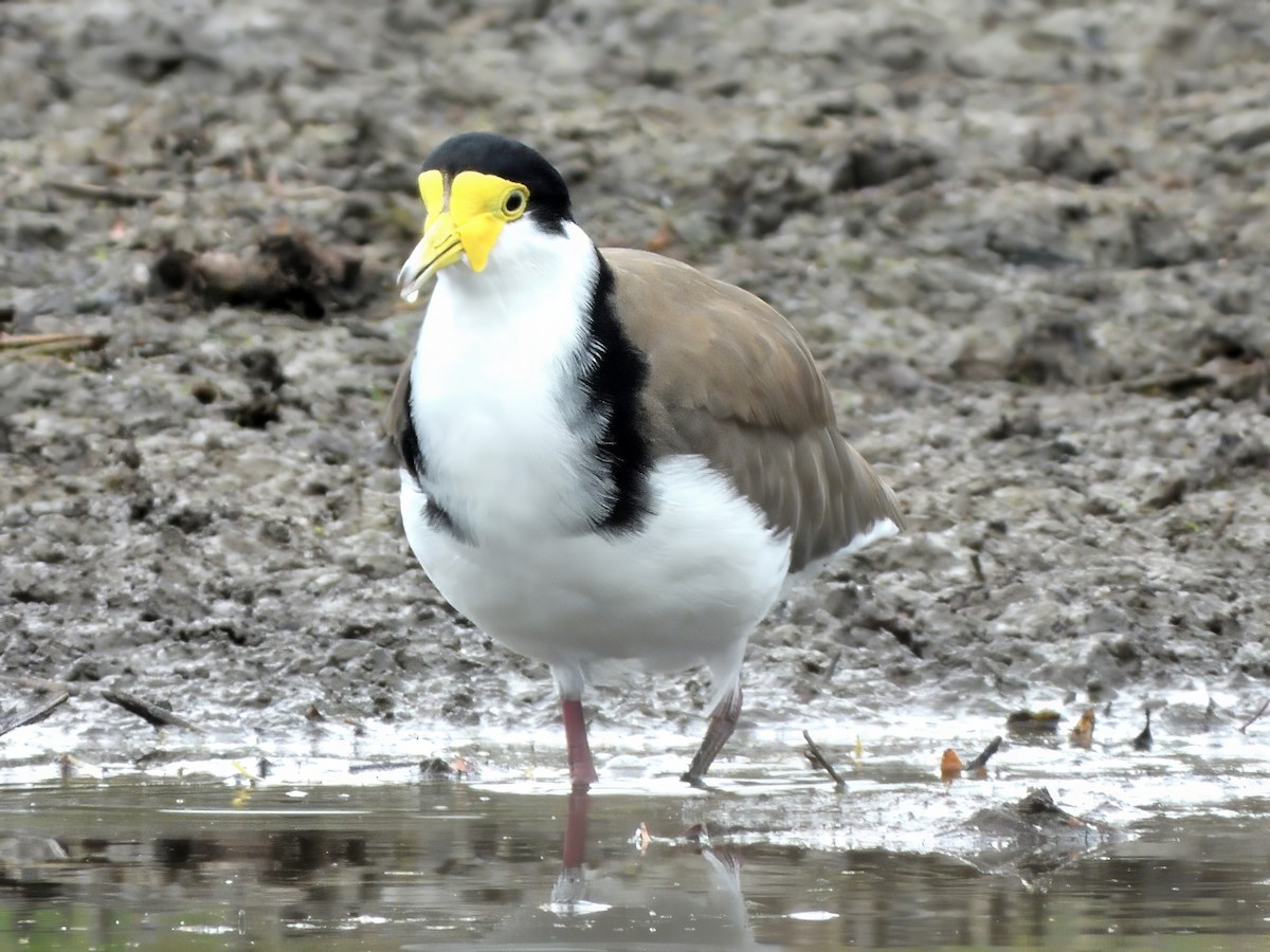 čejka australská (ssp. novaehollandiae) - ML647166352