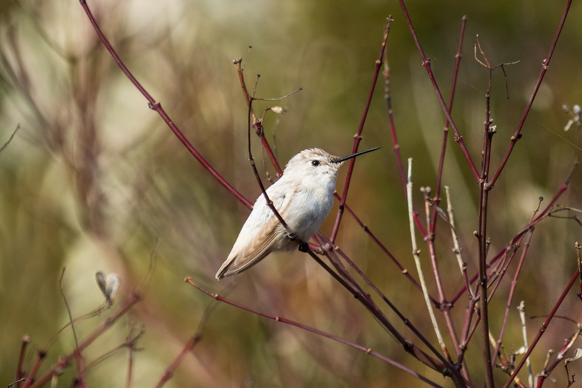 Anna's Hummingbird - ML647166360