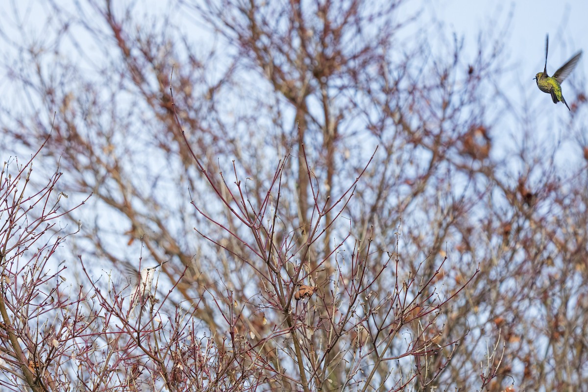Anna's Hummingbird - ML647166361