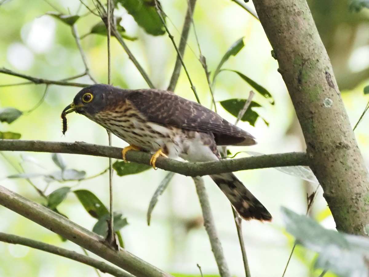 Hodgson's Hawk-Cuckoo - ML647166362