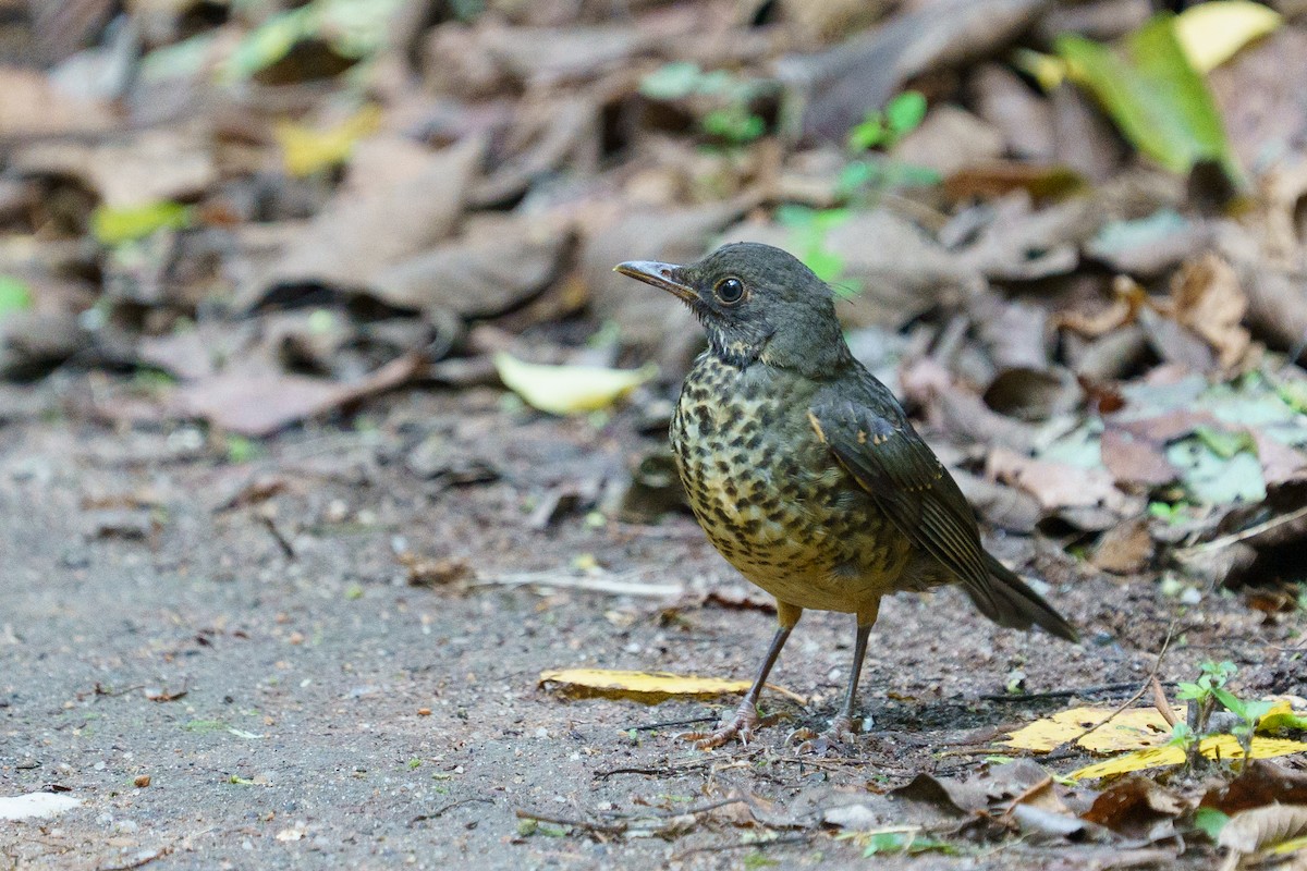 Olive Thrush - ML647166371