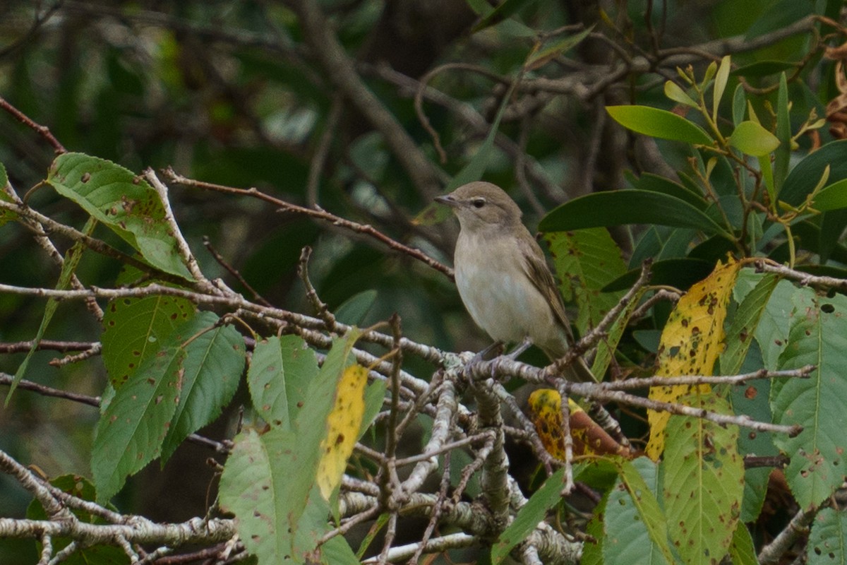 Garden Warbler - ML647166387