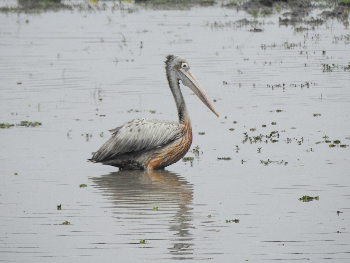 Pelikano tantoduna - ML647166401