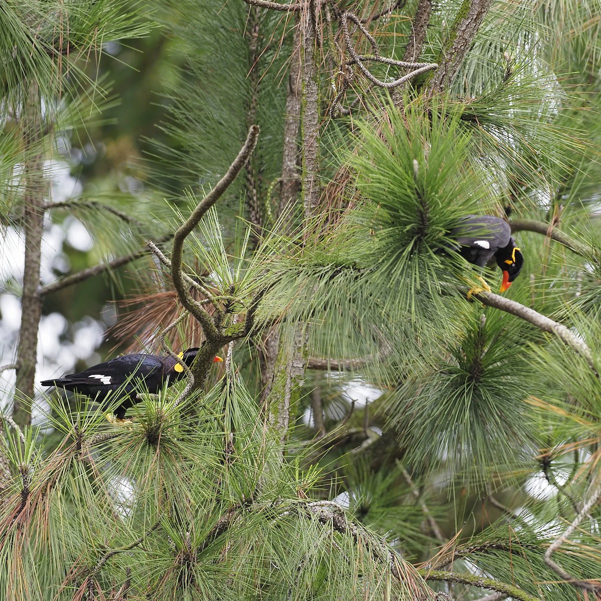 Common Hill Myna - ML647166417