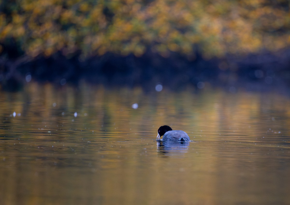 Лиска американська - ML647166431