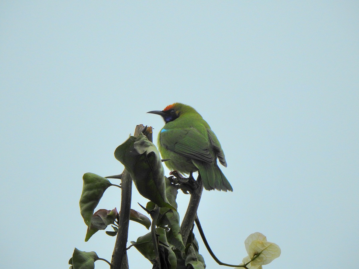 Golden-fronted Leafbird - ML647166433
