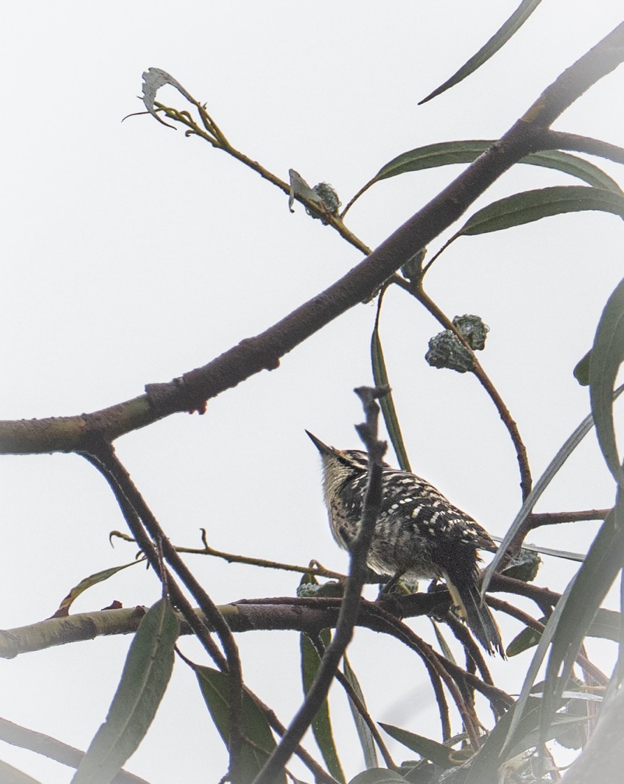 Pico de Nuttall - ML647166437