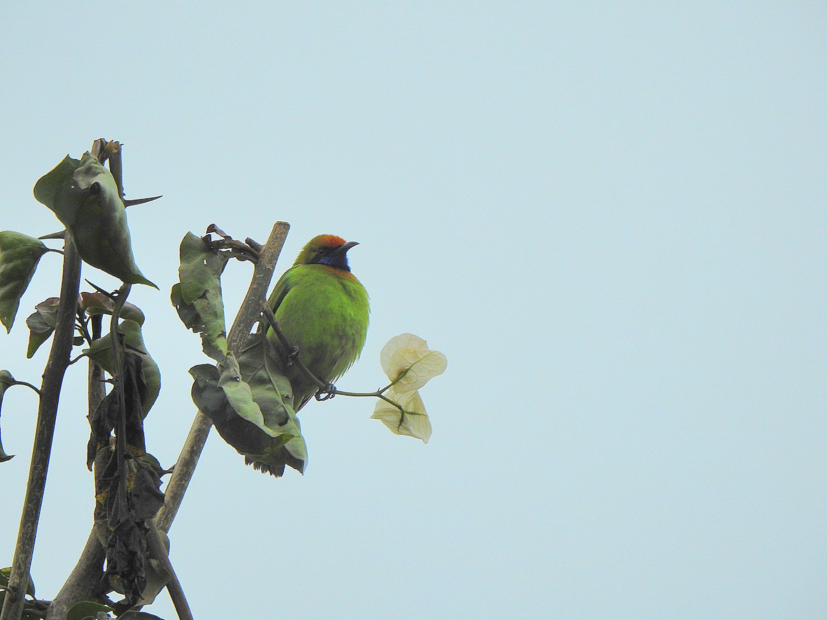 Golden-fronted Leafbird - ML647166438