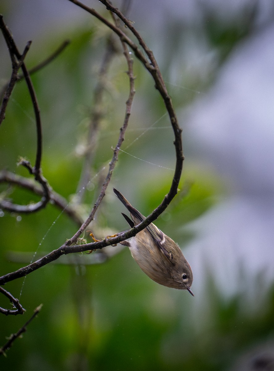 Ruby-crowned Kinglet - ML647166442