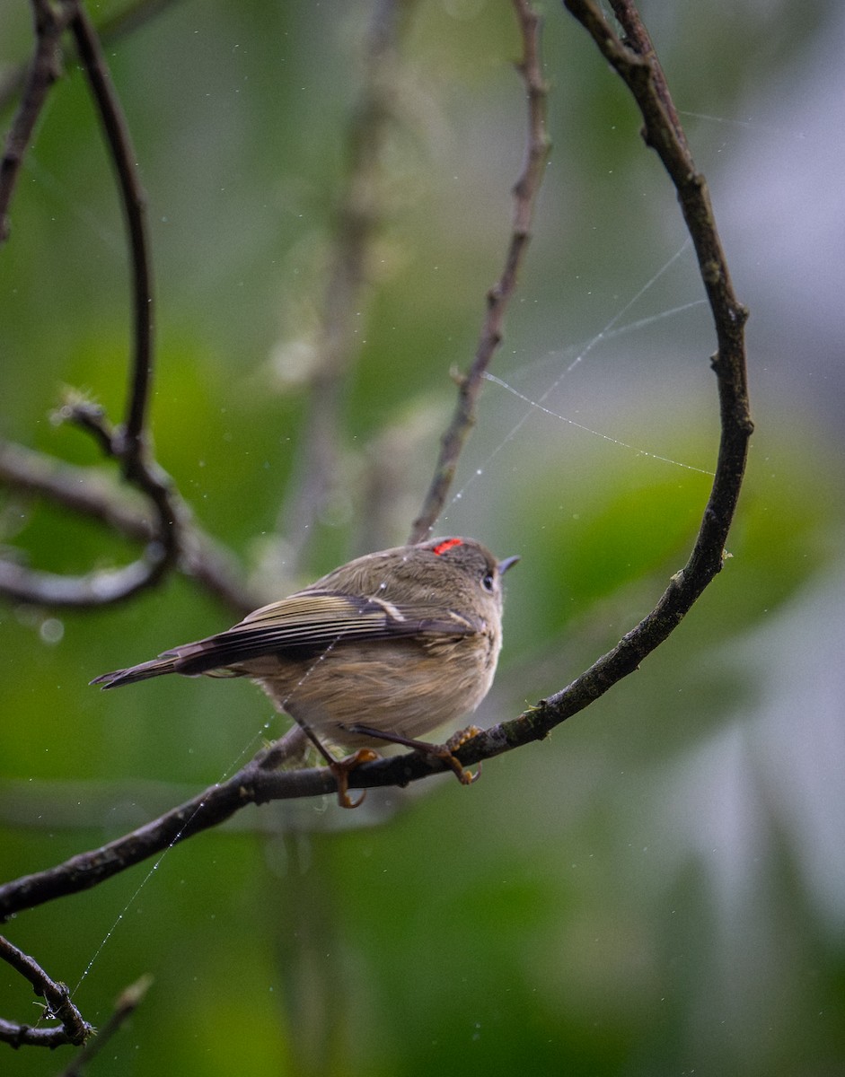 Ruby-crowned Kinglet - ML647166443