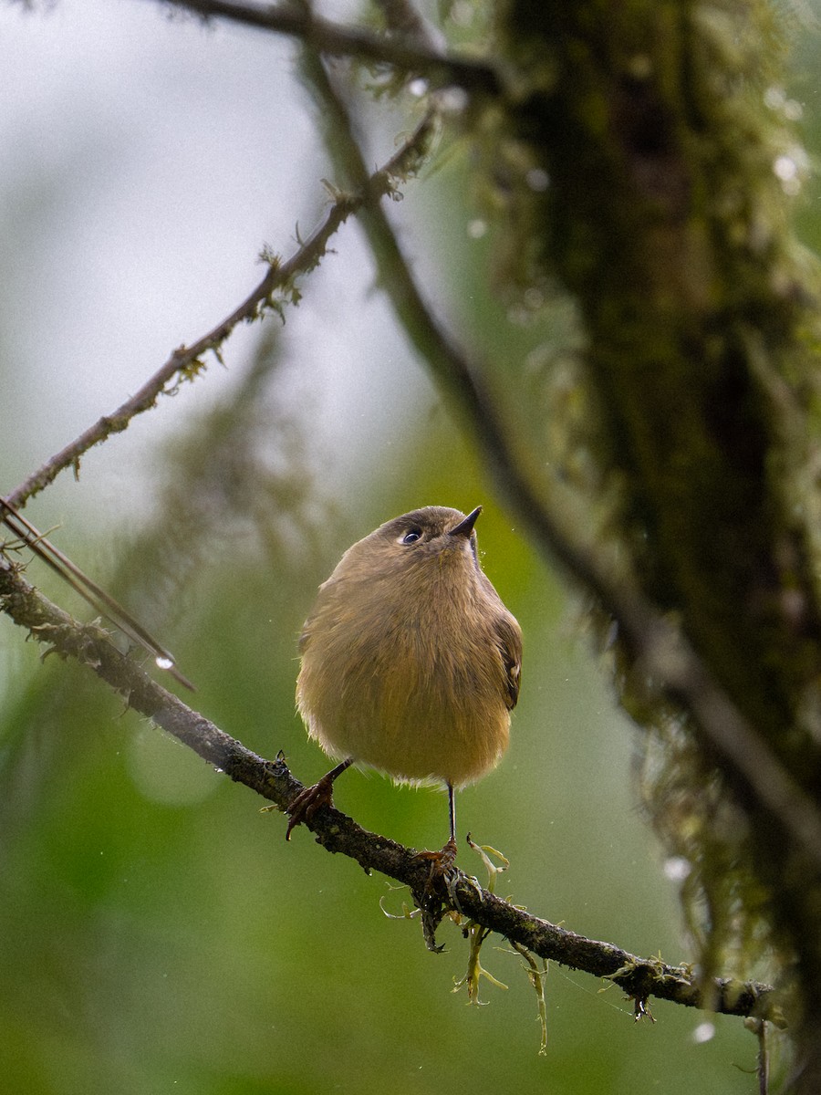 Ruby-crowned Kinglet - ML647166445