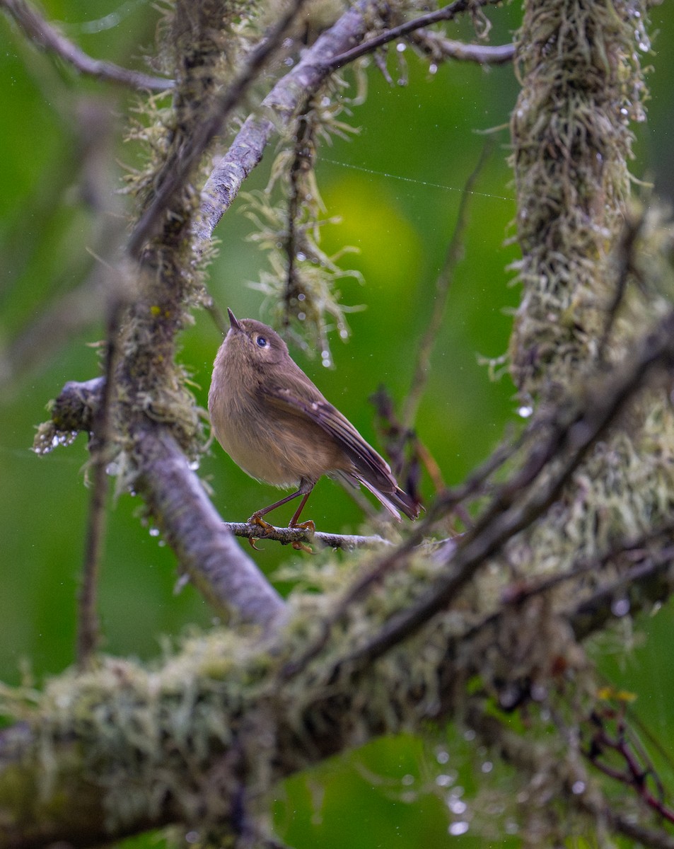 Ruby-crowned Kinglet - ML647166446