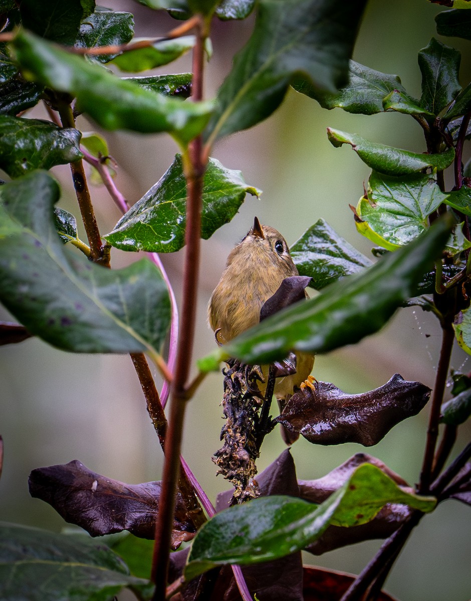 Ruby-crowned Kinglet - ML647166447
