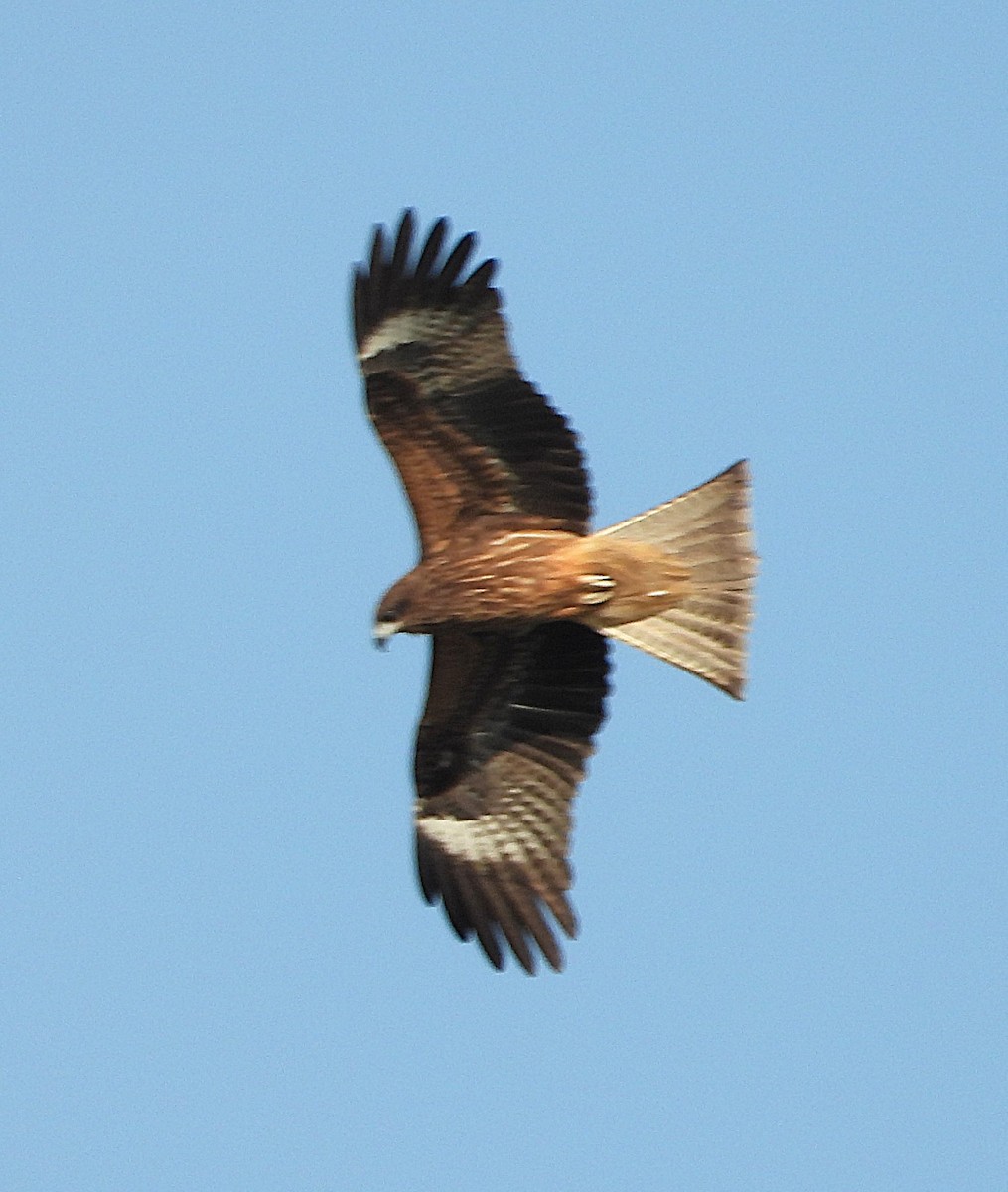 黑鳶(lineatus/formosanus) - ML647166456