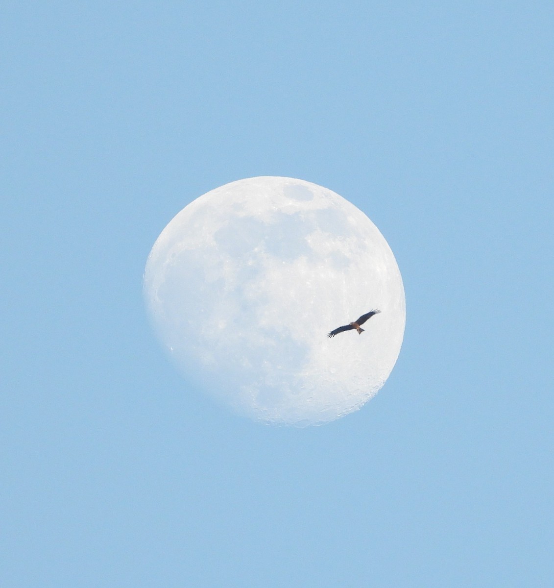 黑鳶(lineatus/formosanus) - ML647166457