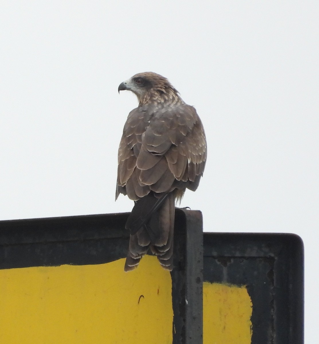黑鳶(lineatus/formosanus) - ML647166458
