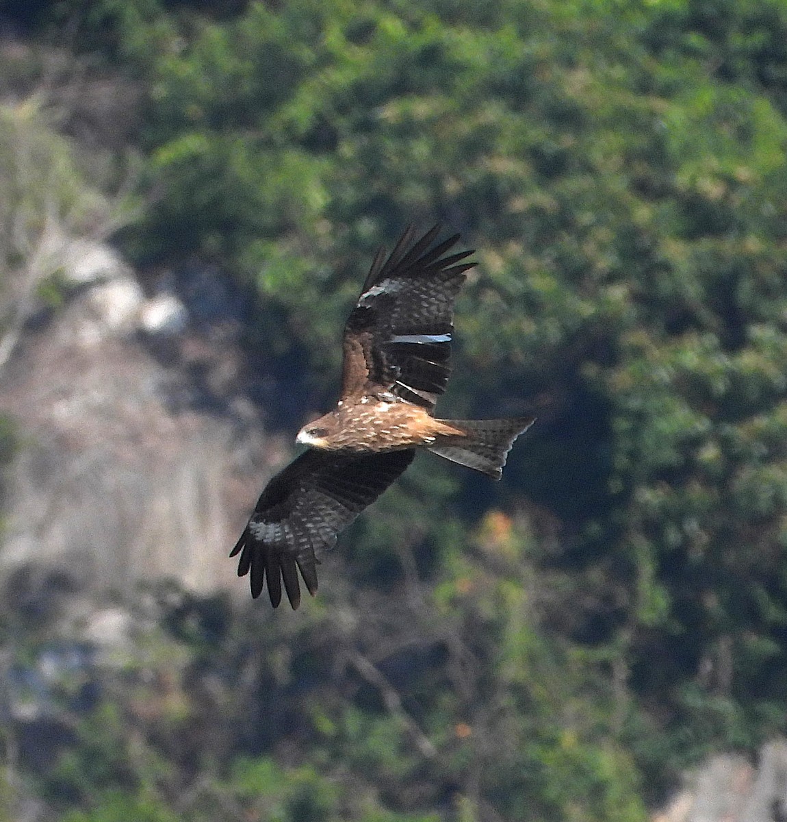 黑鳶(lineatus/formosanus) - ML647166459
