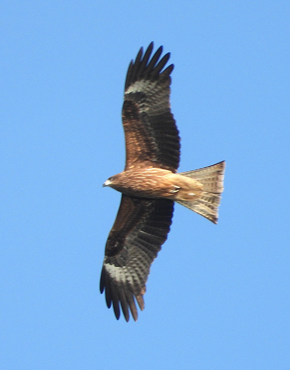 黑鳶(lineatus/formosanus) - ML647166460
