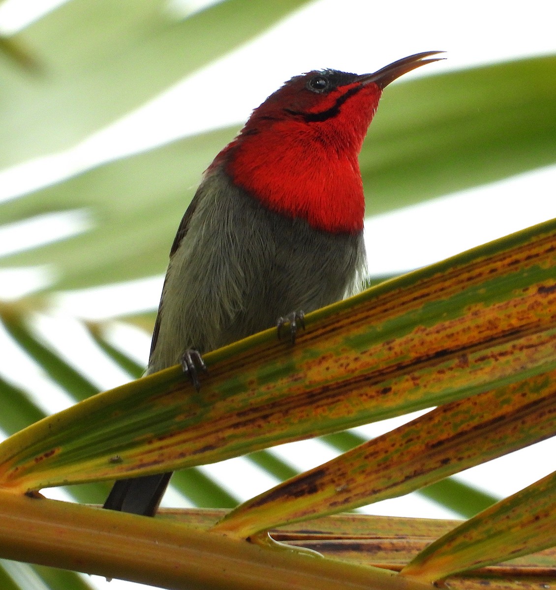 Crimson Sunbird - ML647166466