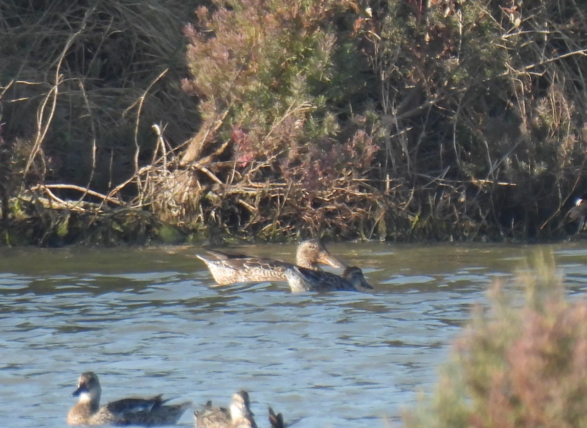 Cuchara Común - ML647166468