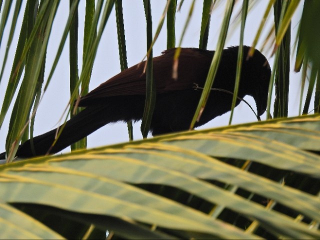 Cucal Chino - ML647166470