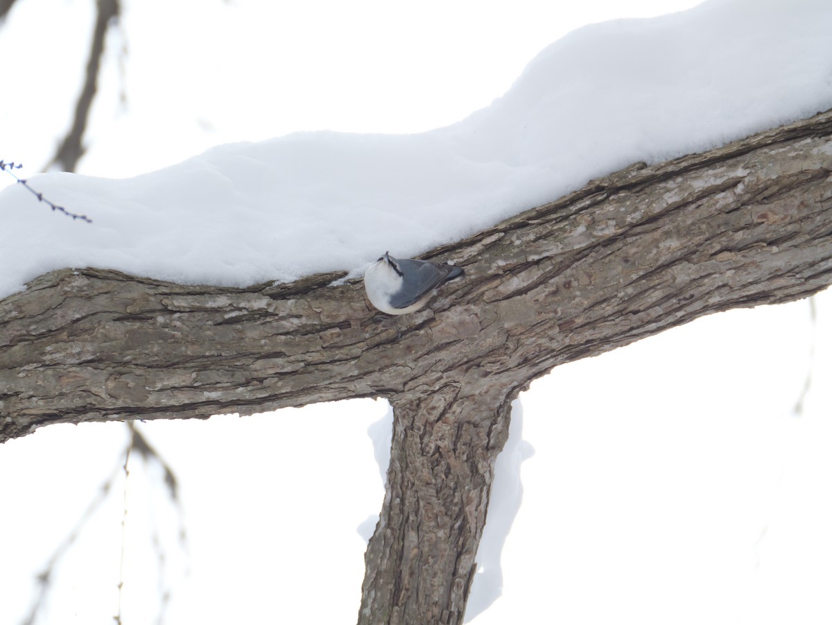 Повзик звичайний - ML647166488