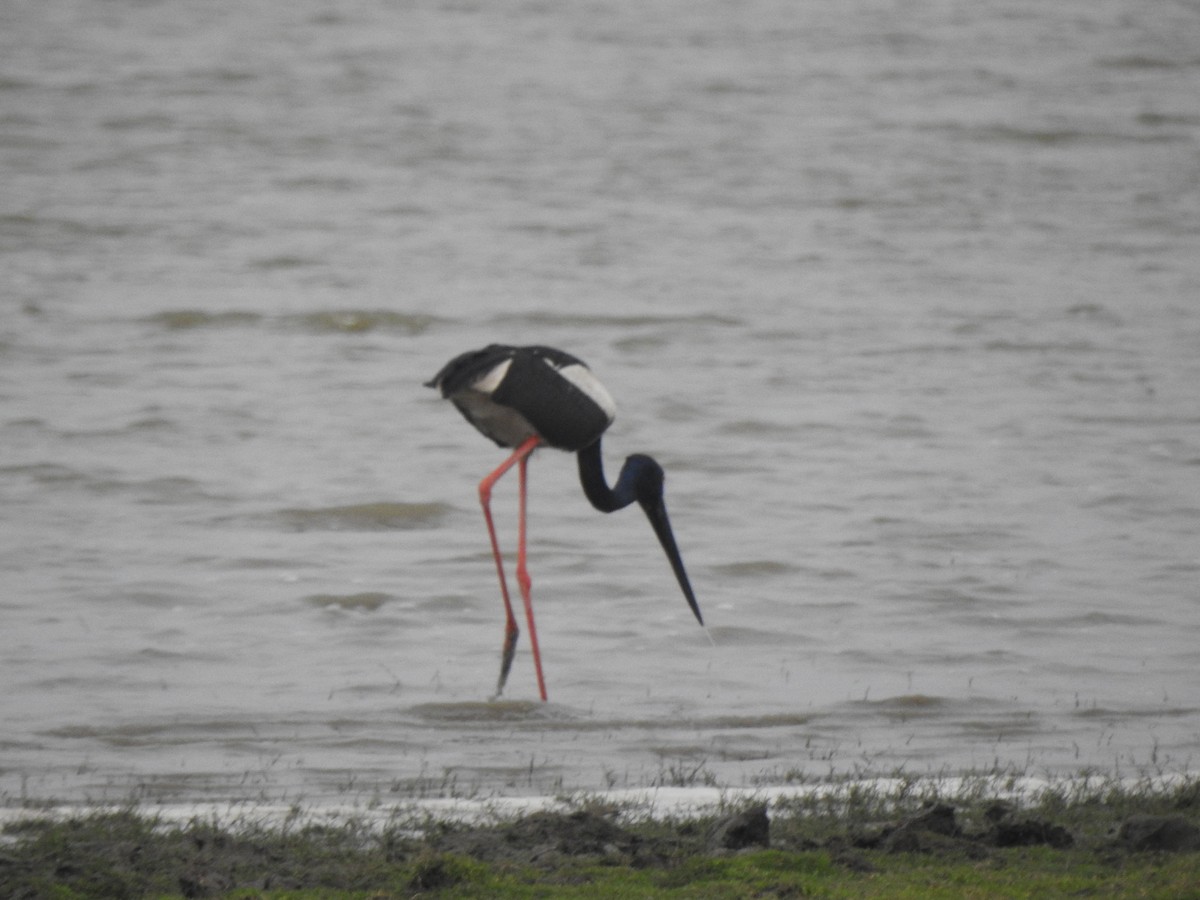 čáp černokrký - ML647166500