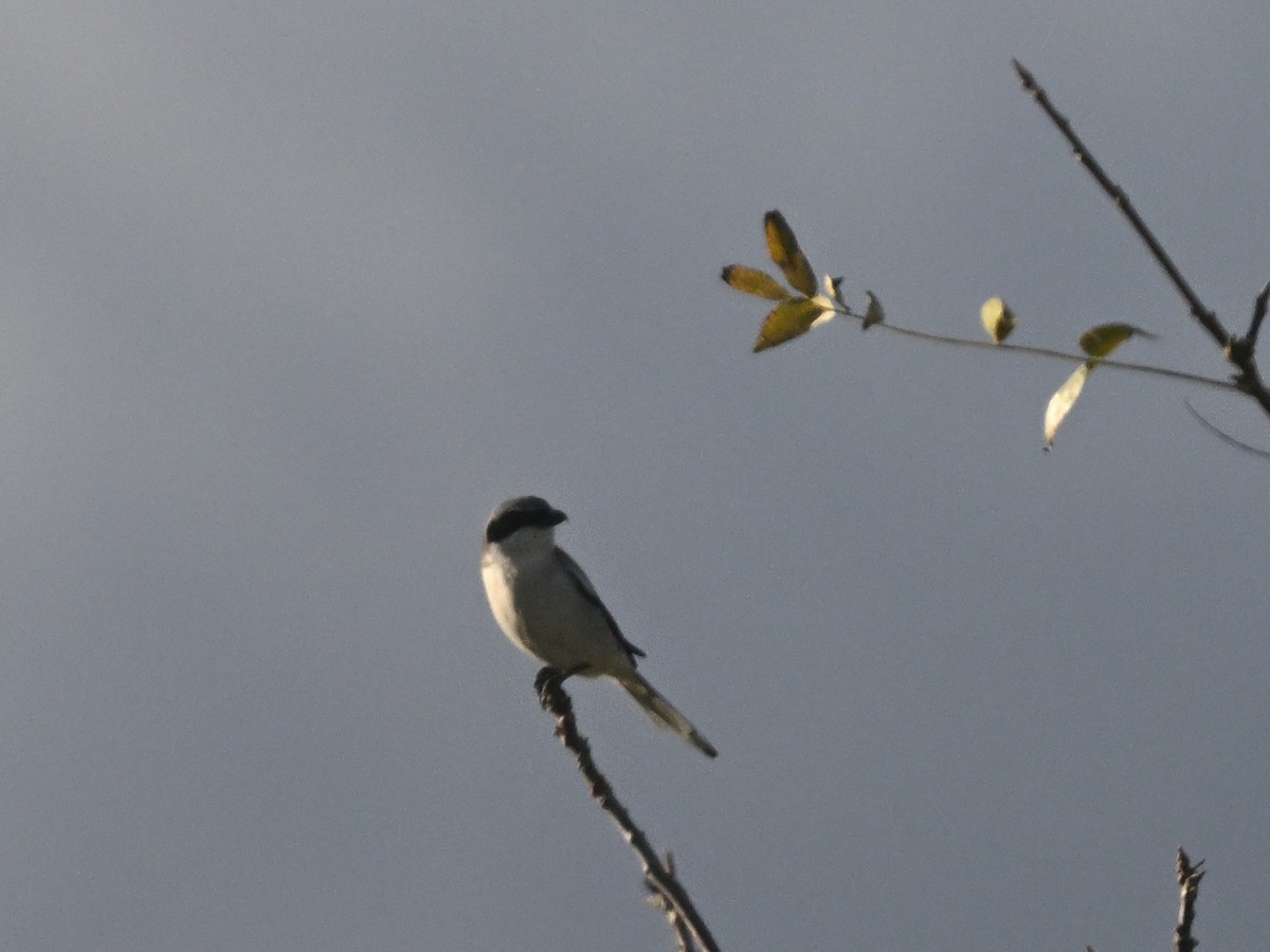 Loggerhead Shrike - ML647166506