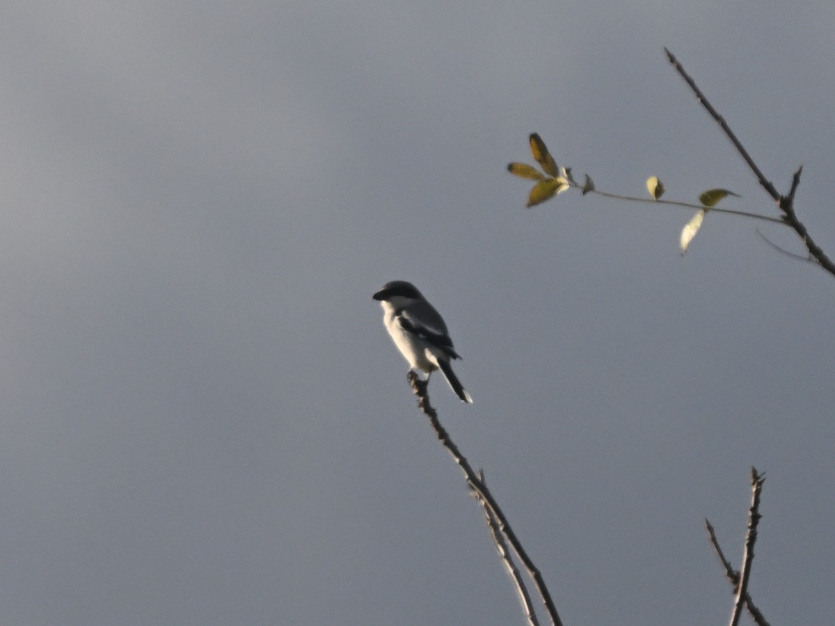 Loggerhead Shrike - ML647166507