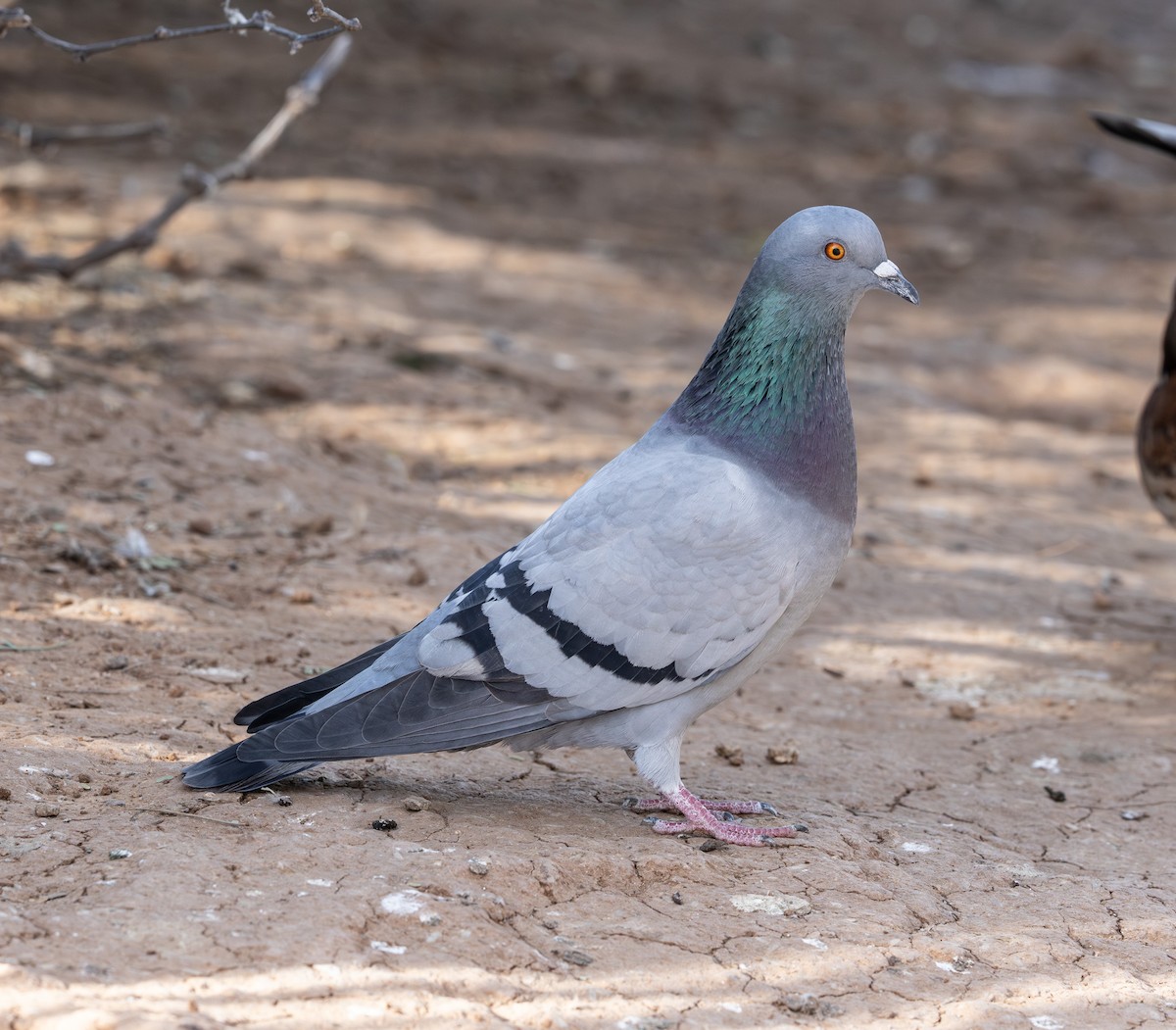 Голуб сизий (міський) - ML647166510